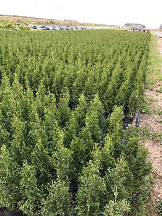 Thuja Smaragd, Tuja Szmaragd