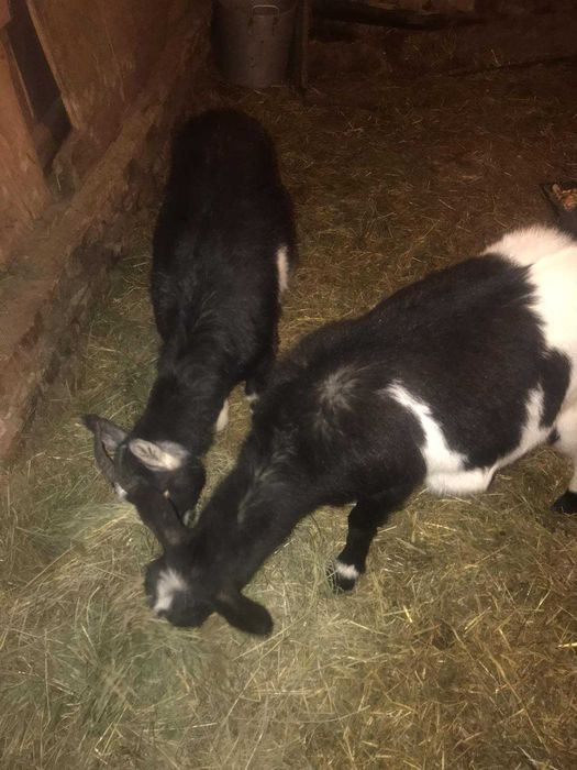 Коза кітна дві штуки