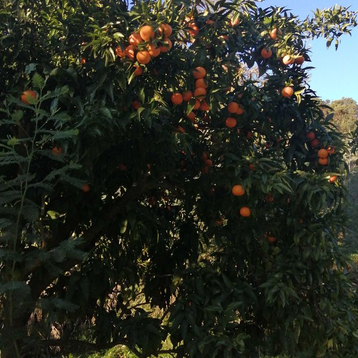 Terreno em santa marinha do zezere