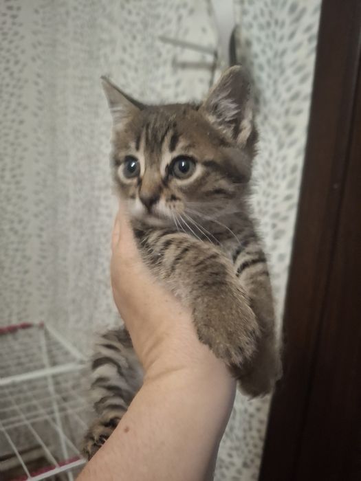 Віддам у добрі руки кошенят