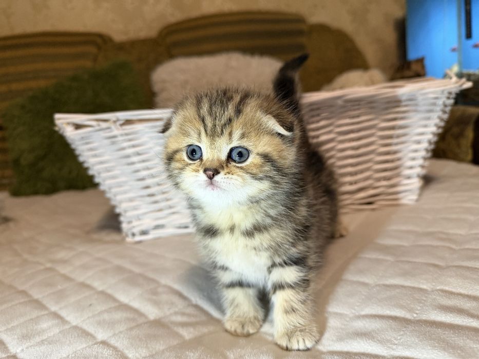 Продаються кошенята