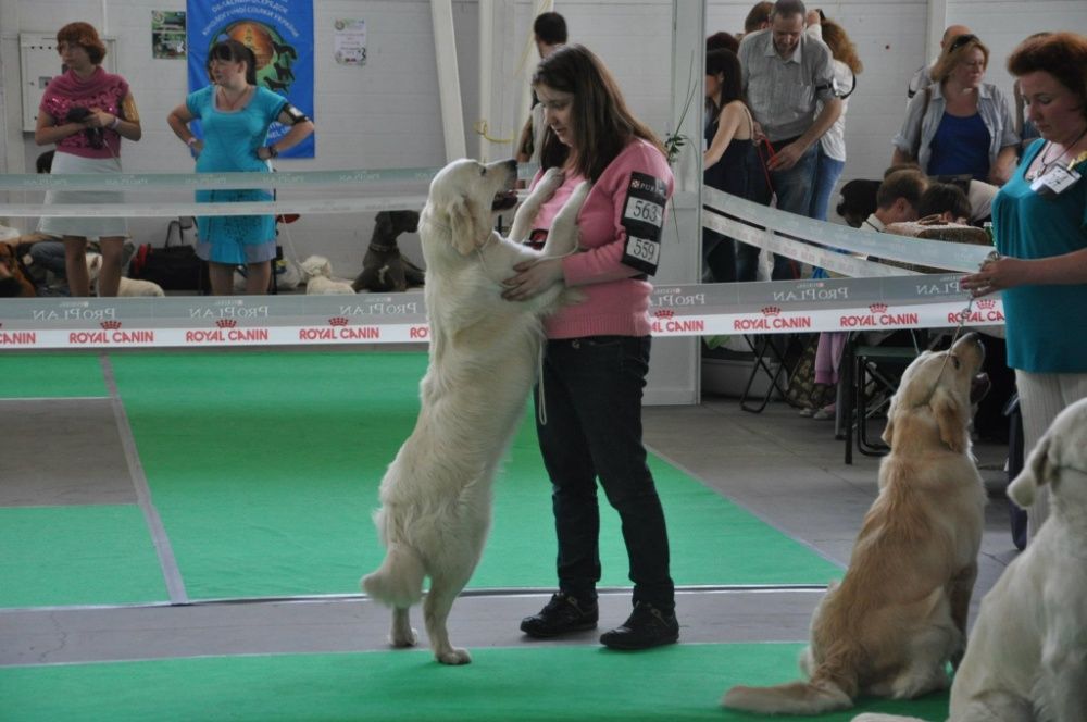 От 120) Зоогостиница/готель/передержка/перетримка для собак (животных)
