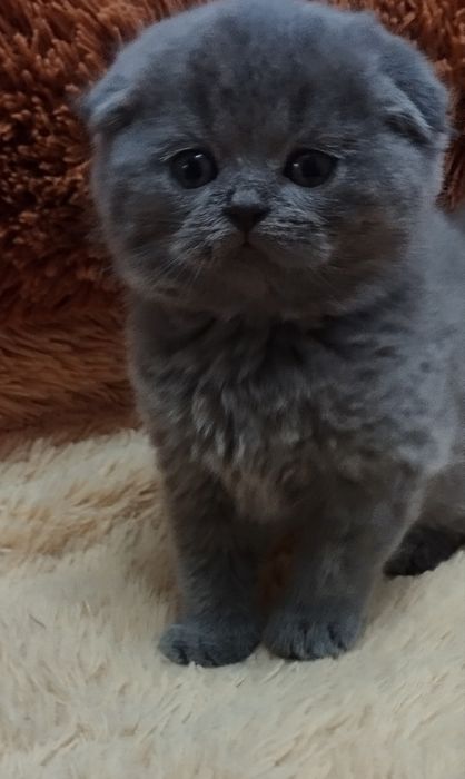 Шотландская скоттиш фолд мальчик