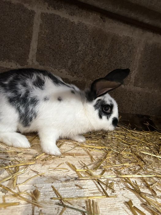 Продам кроленят 2,5 місяця