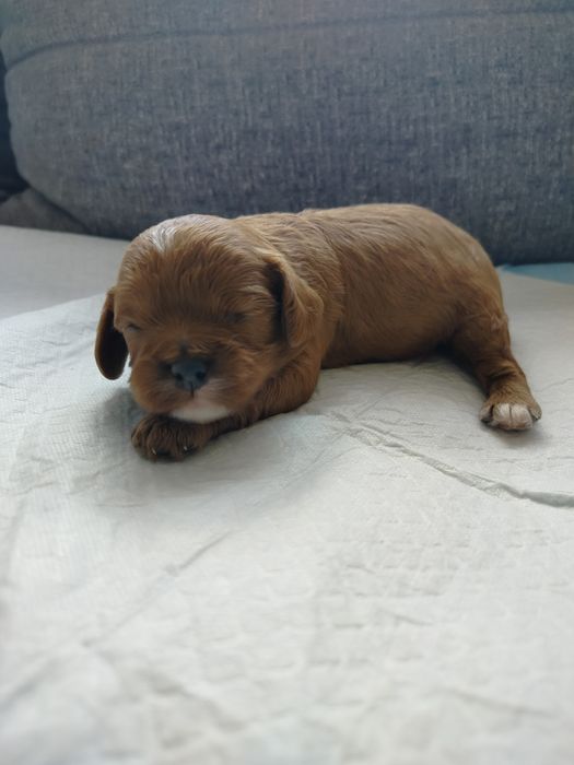 Samiec Cavapoo Rubinowy