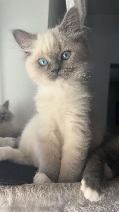 Ragdoll Blue mitted