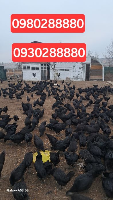 Продам чёрные куры