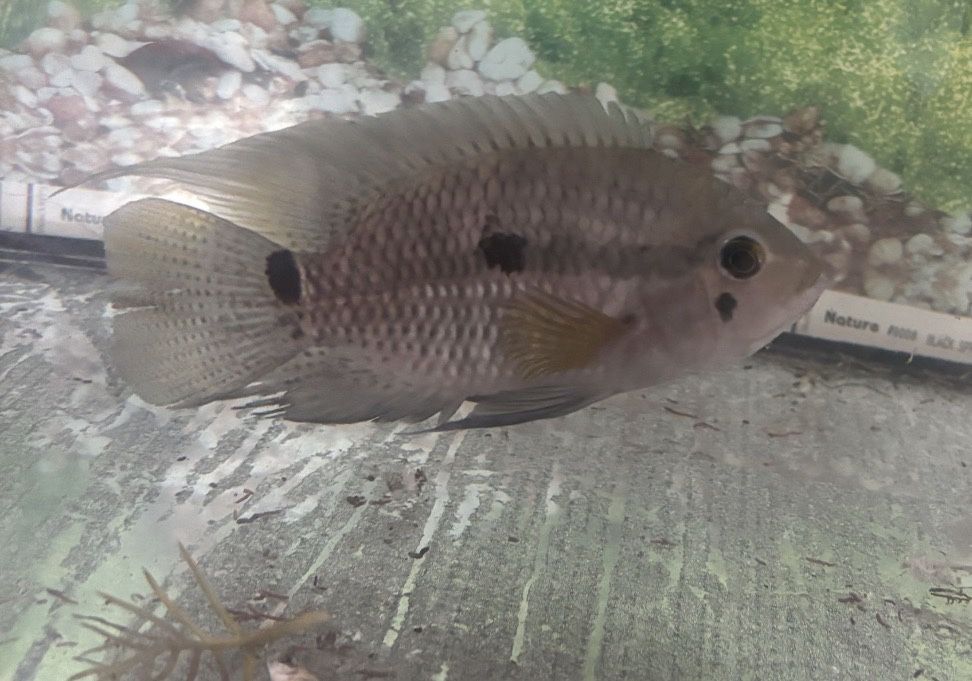 akara Czarna Acara duża ladna zdrowa ok 12 cm