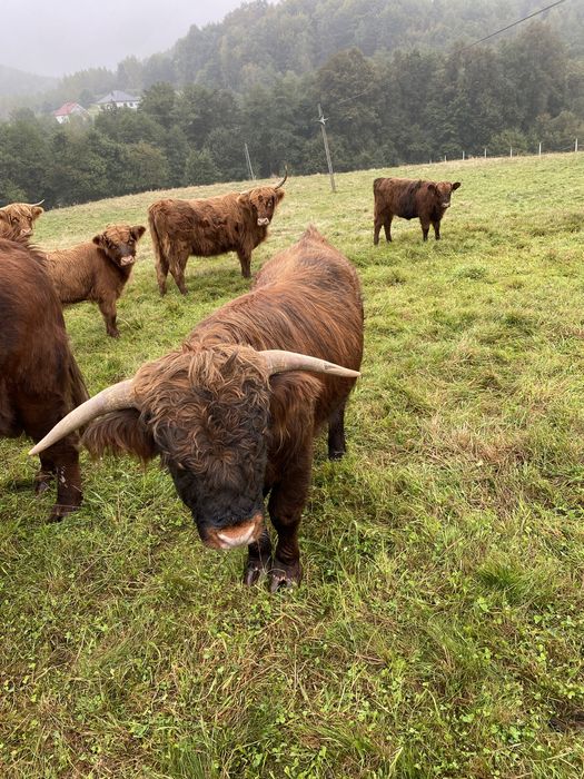 Wołowina Highland z gospodarstwa Ekologicznego