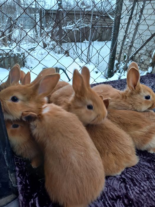 Продам кроликов породы Бургундия