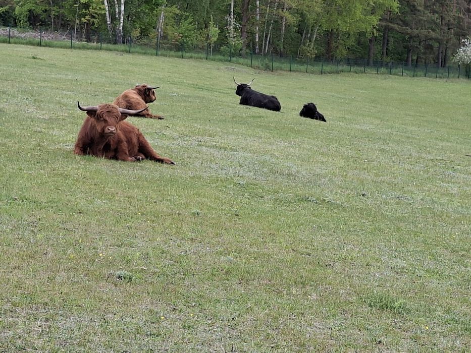 Domek pod szyszką