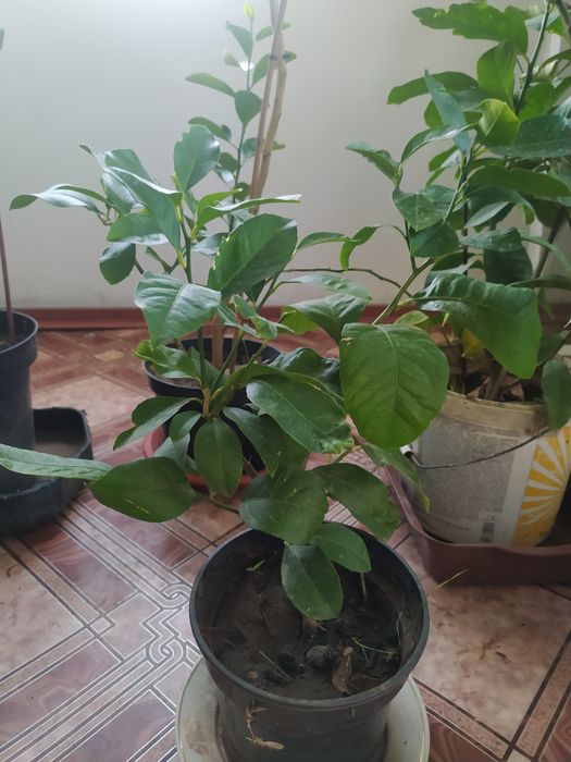 Лимон Павлова в горшке