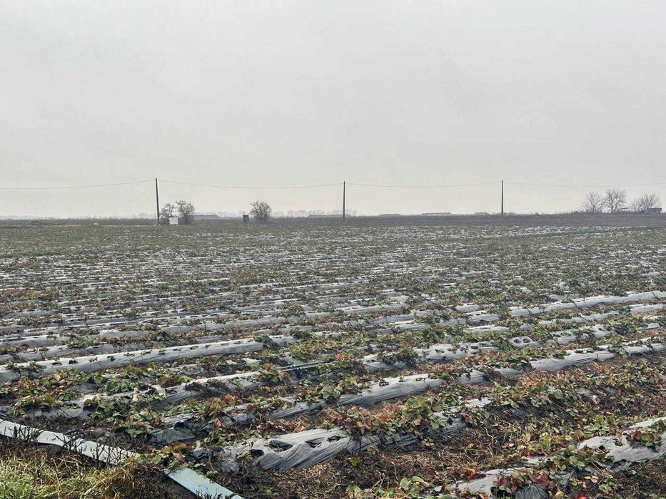 Продаж діючого фермерського комплексу 23,7 га