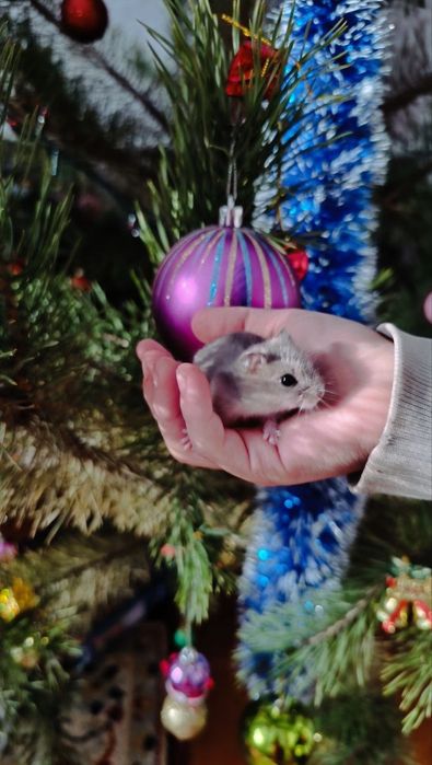 Хом'яки джунгарики