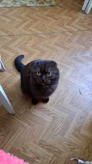 Зникла кішка, Івано-Франківськ, Ямниця