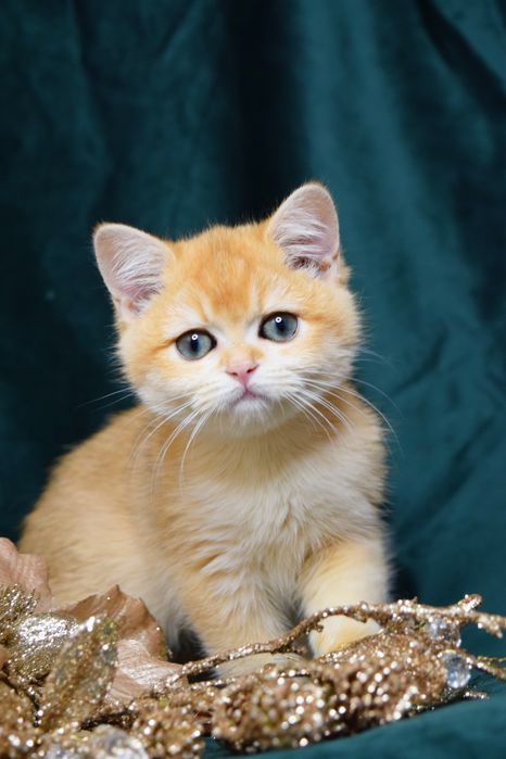 Хлопчик Британська Золота Шиншила. Київ