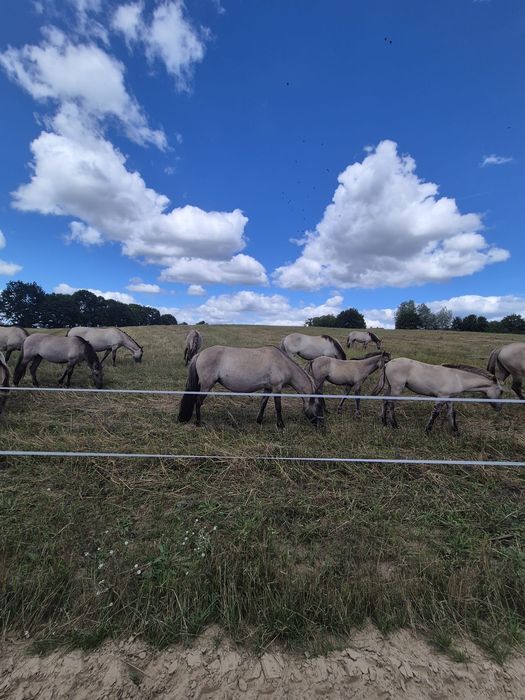 Konik polski, klacz, ogier