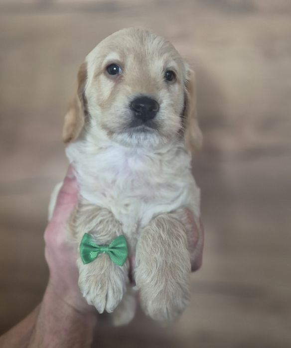 LABRADOODLE Śliczny Chłopiec !