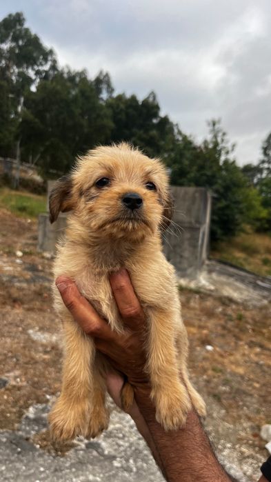 Doação de cães com 50 dias de nascidos