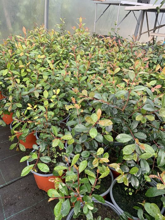 Eugénia Newport 30cm