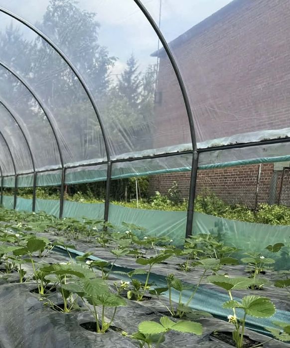 Tunel ogrodowy folia