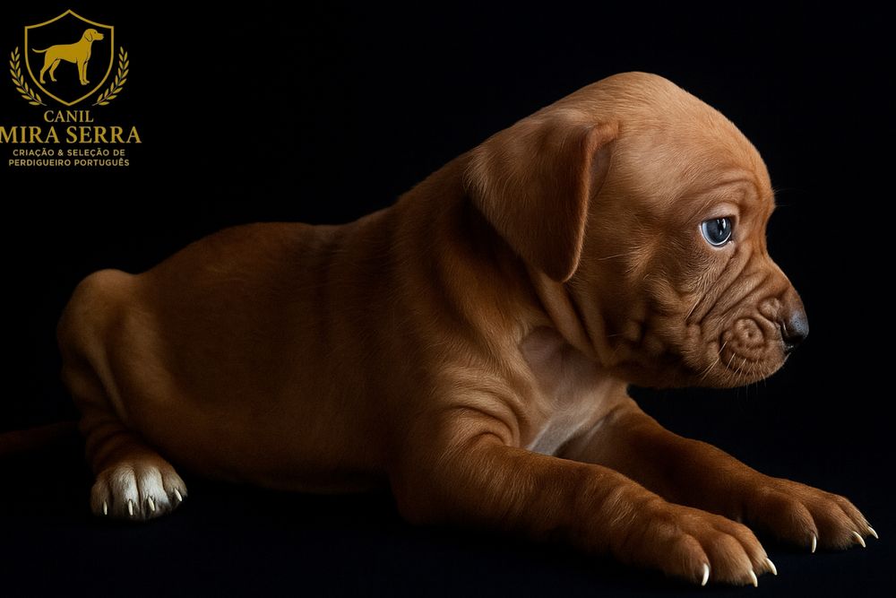 Perdigueira Portuguesa