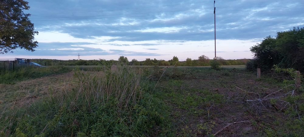 Drzewo drewno Orzech Laskowy Leszczyna Włoski