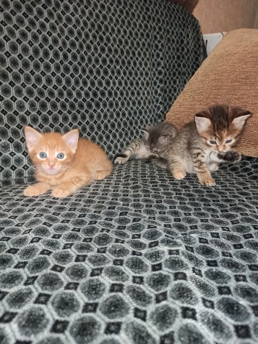 Віддам кошенят в добрі руки