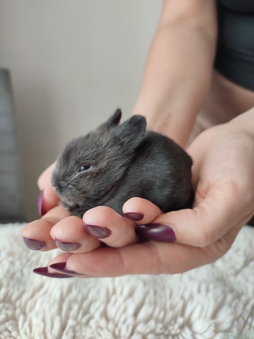 Króliczki miniaturki