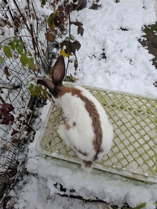 Srokacz srokacze samce