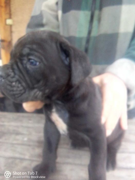 Предлагаются щенки кане корсо девочки и мальчики