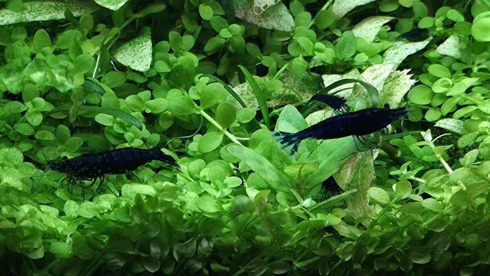 Camarões neocaridina Blue Dream + oferta pequena porção/plantas