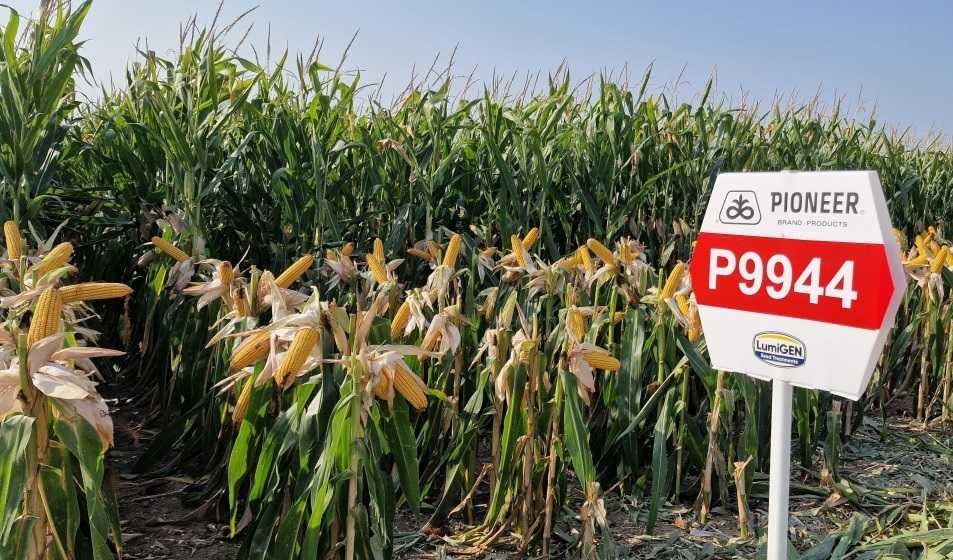 Dystrybutor PIONEER - kukurydza nasiona kukurydzy
