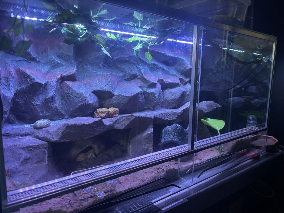 Terrarium dla gekona