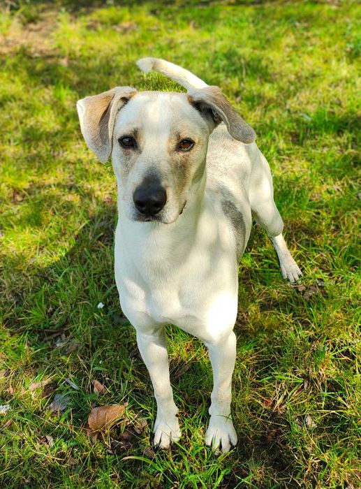 Młody pies w typie terriera