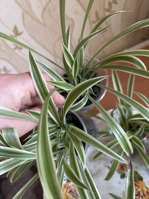 Хлорофітум  варєгатний кімнатна рослина