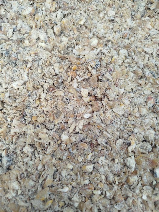 Kukurydza CCM mielona BiG BAG