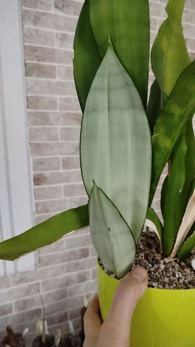 Сансевієрія Муншайн, сансевиерия, сансев'єра.