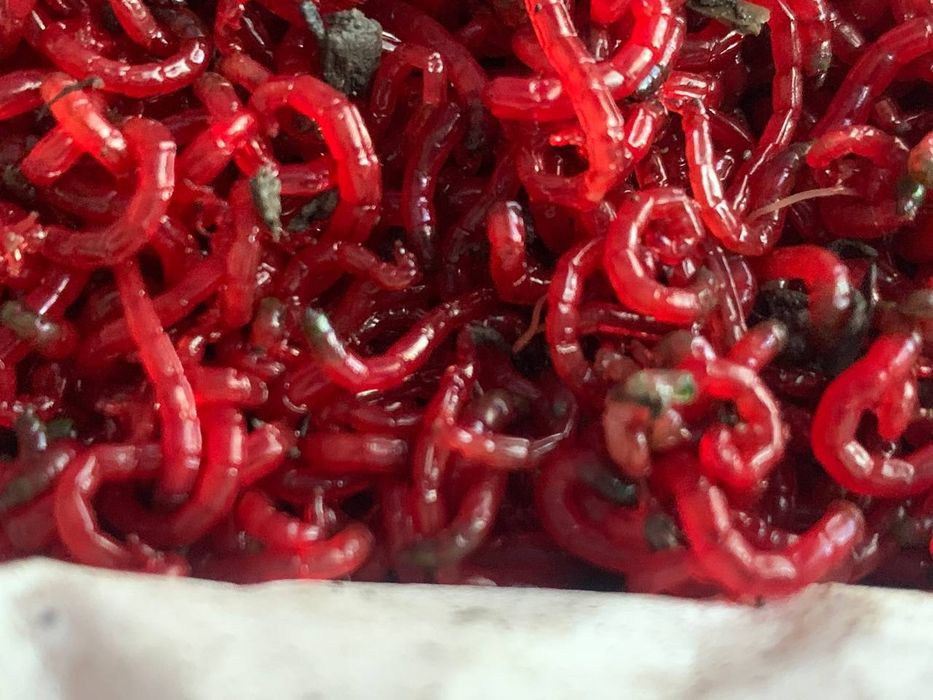 Мотиль крупний рибацький