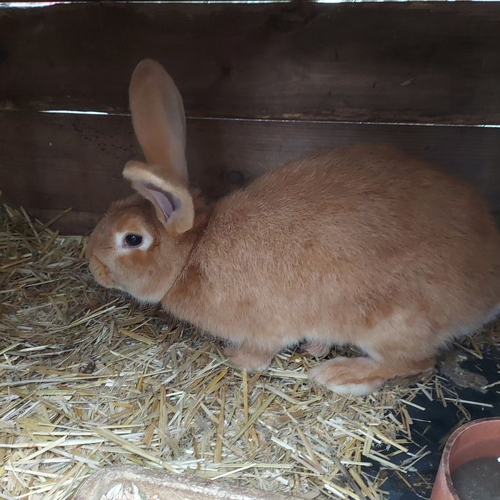 Sprzedam królika- samiec