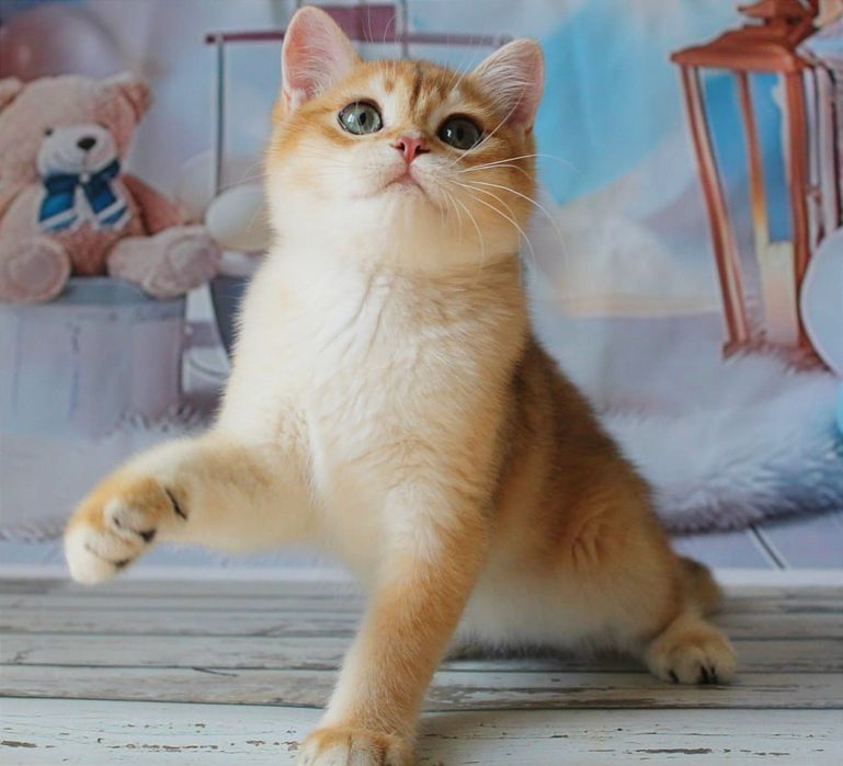 Гарнюній хлопчина в золотій шубці хоче в найкращу родину