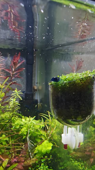 Neocaridina blue dream