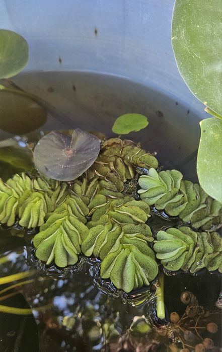 Salvinia Natans - planta flutuante