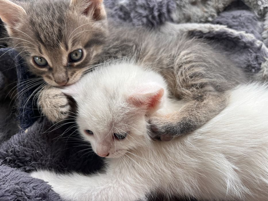 Кошенята шукають родину