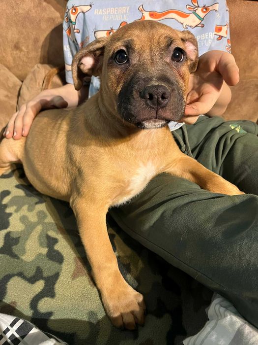 Amstaff kremowy samiec