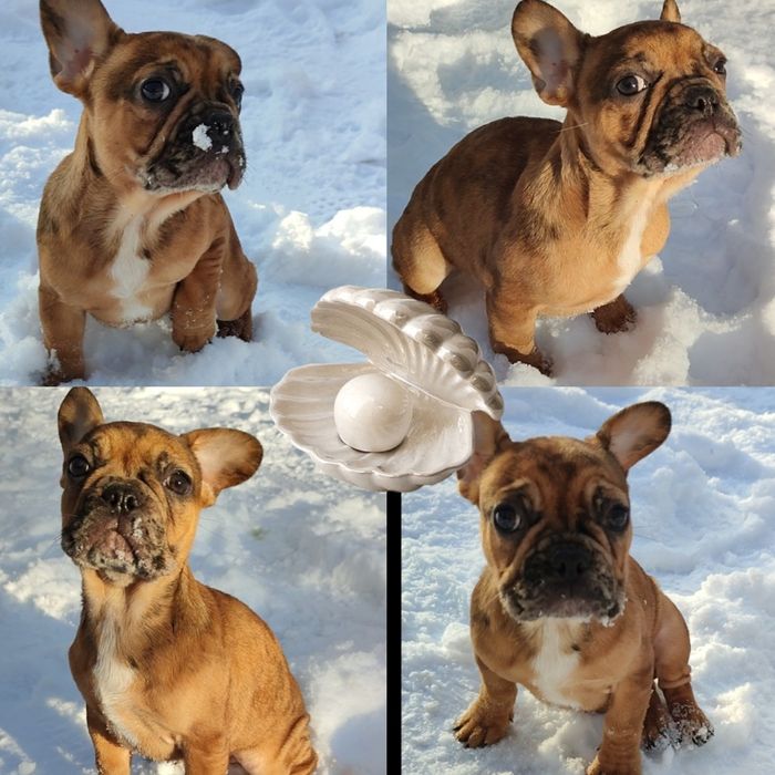 Мальчик красное мерле