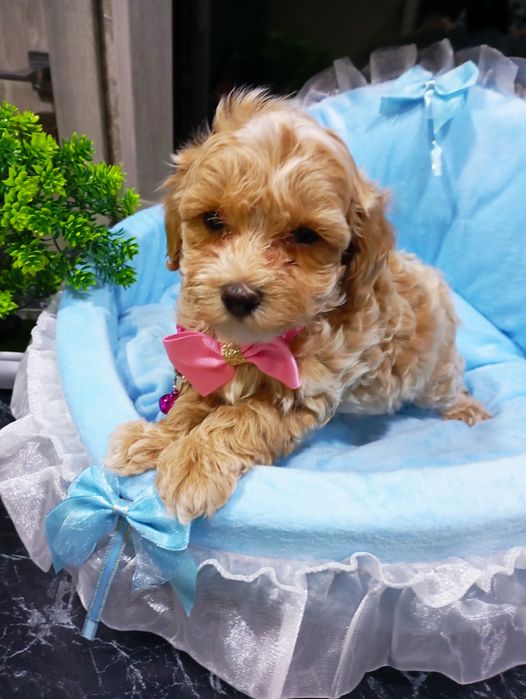 Міні дівчинка мальтіпу