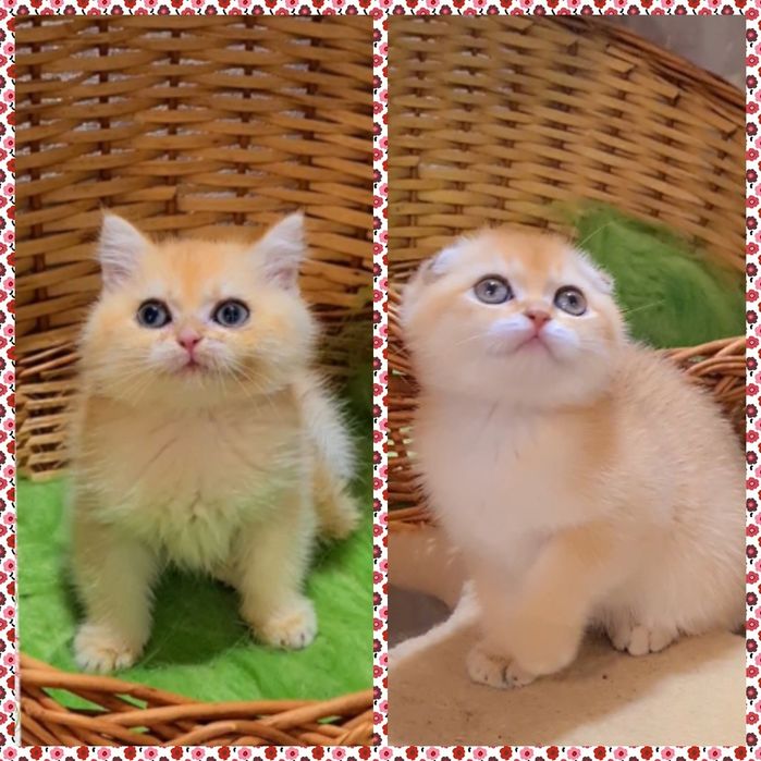 Идеальный подарок золотая шиншилла