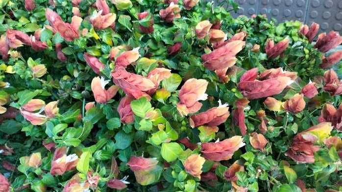 Jardineiro - Serviço de manutenção de jardins.