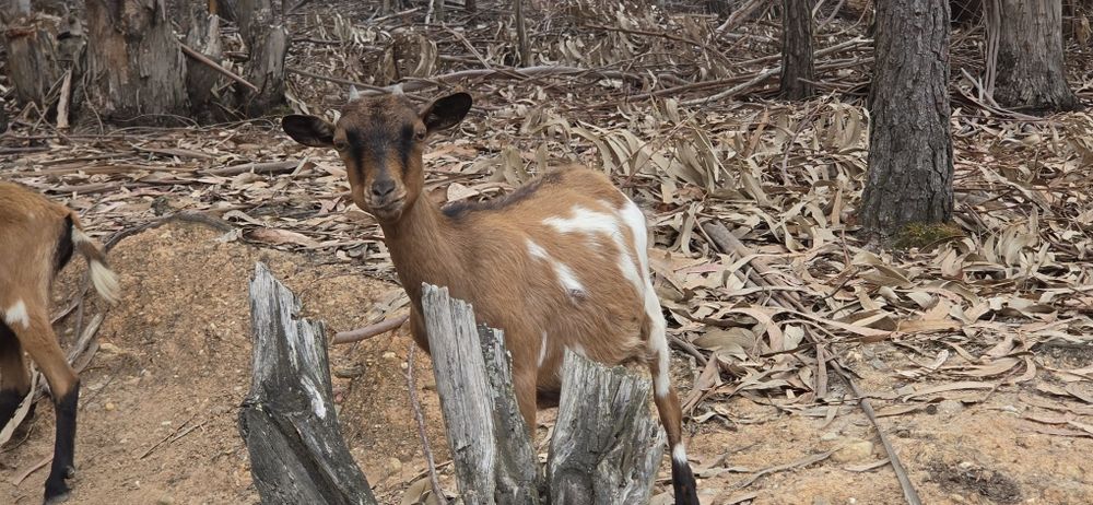 Casal Cabras Pequenas
